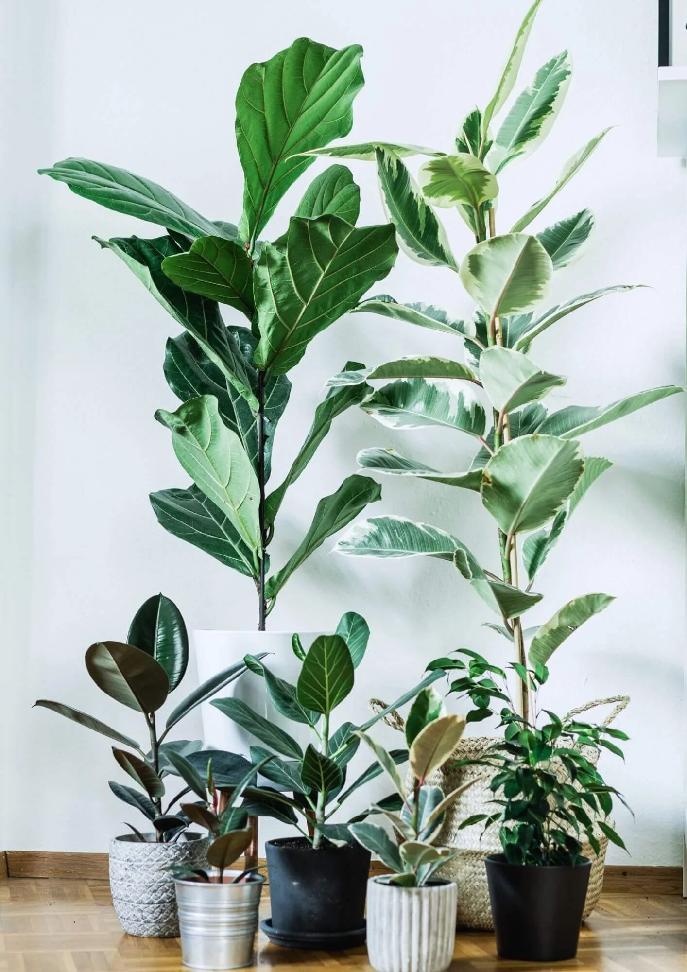 Collection of different ficus houseplants displayed in pots