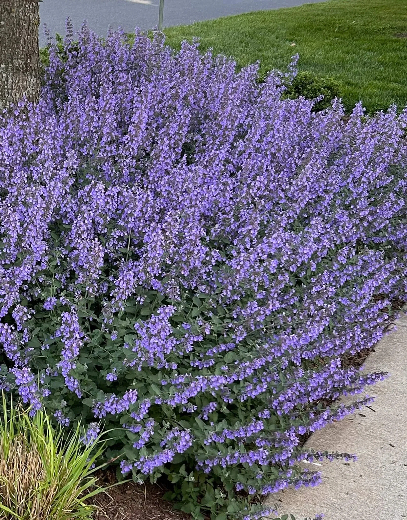 Catmint Walkers Low Australia At Finn Daintree Blog