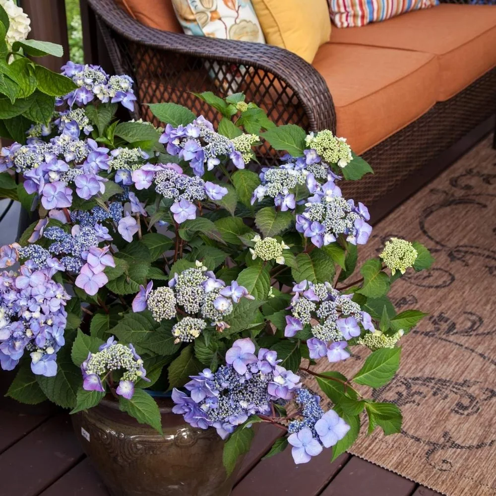 Twist-n-Shout® Reblooming Hydrangea — Plant and Bloom Design Studio