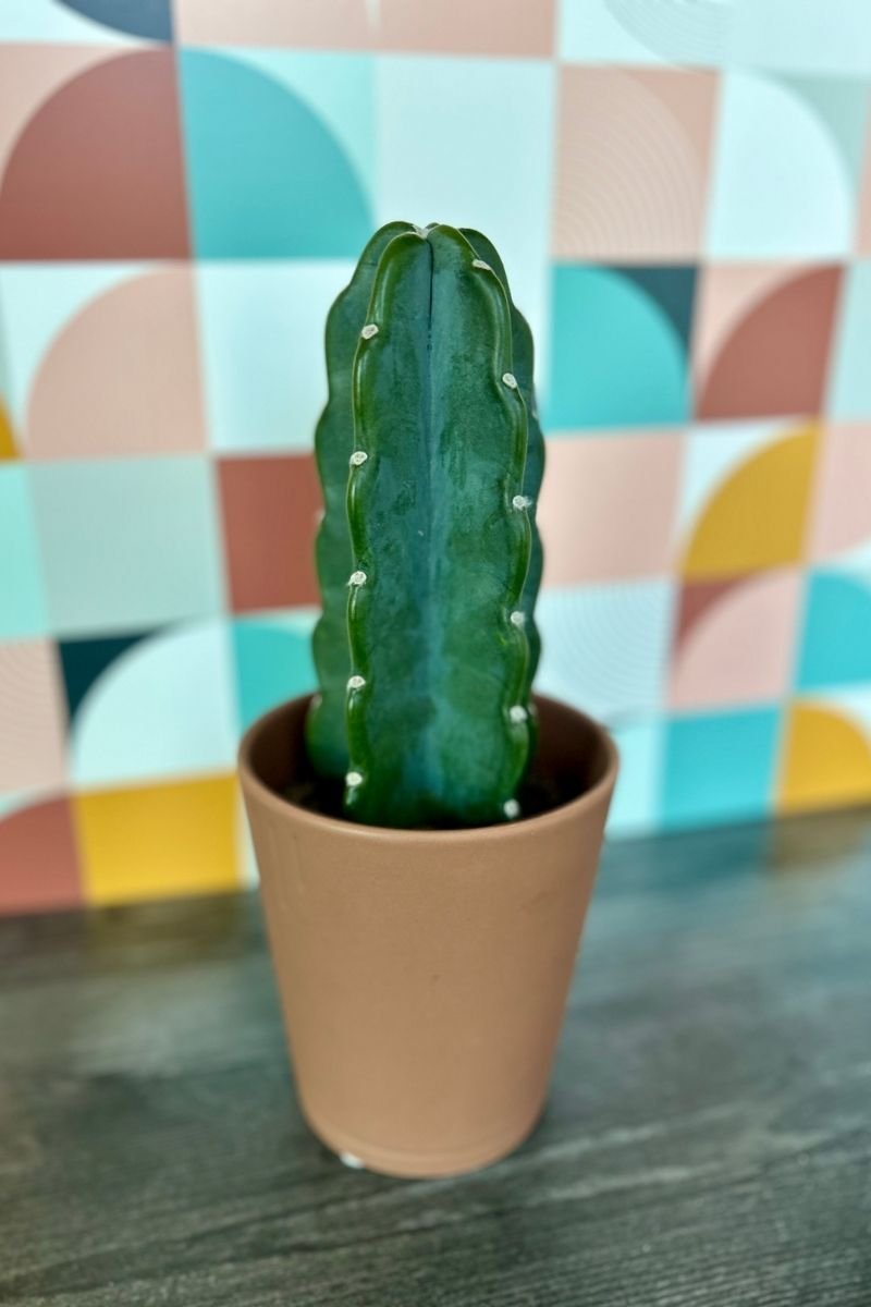 The Cuddly Cactus, Cereus jamacaru