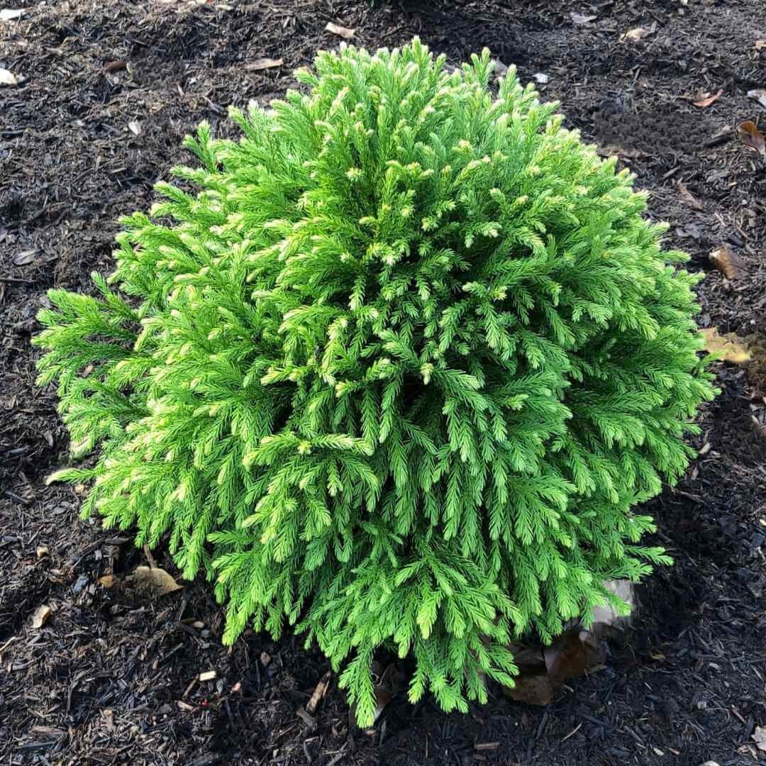 Dwarf Japanese Cedar, the Soft Evergreen Shrub