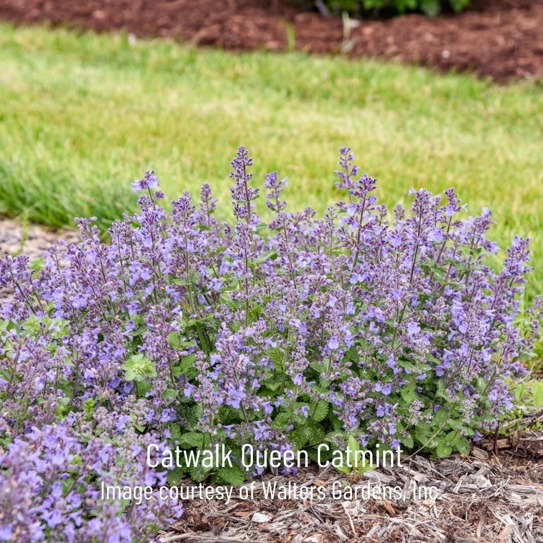 catmint vs russian sage 6-4.jpg