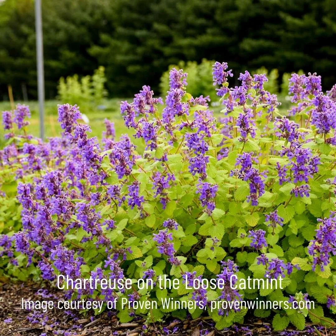 catmint vs russian sage 12-3.jpg