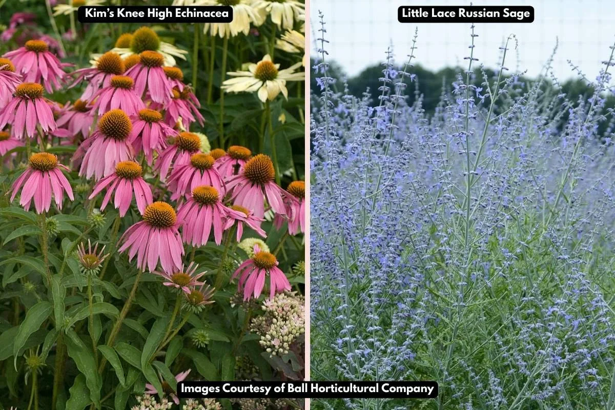 Echinacea Companion Planting