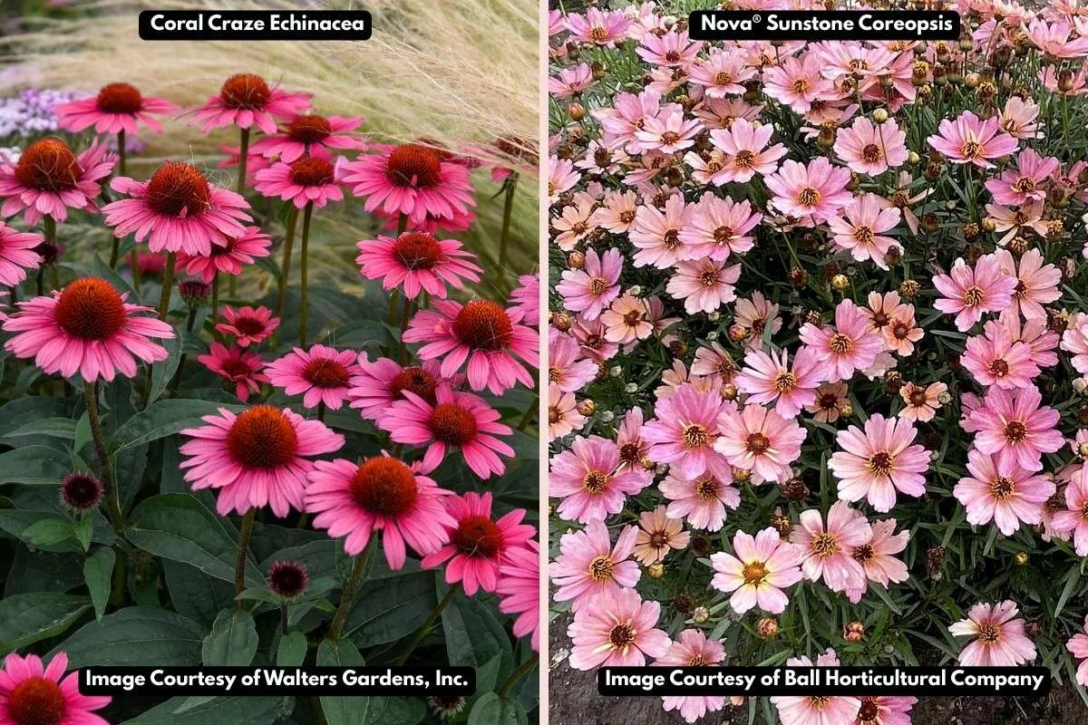 Echinacea Companion Planting