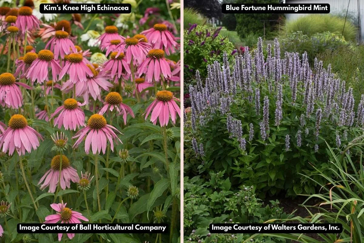 Echinacea Companion Planting