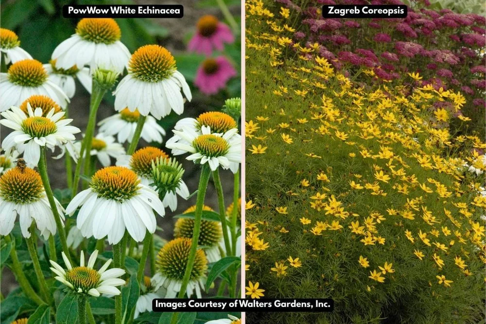 Echinacea Companion Planting