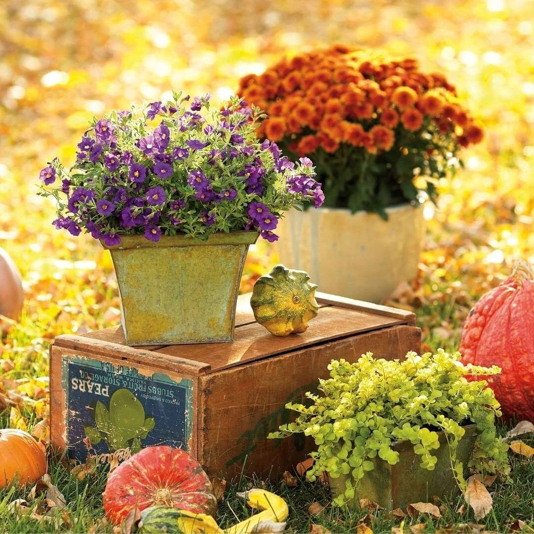 The 10 Best Fall Blooming Perennials for Autumn Beauty