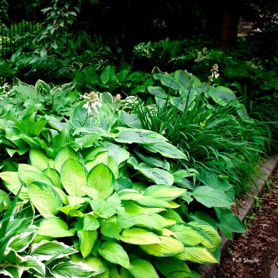 Understanding Full Shade for Outdoor Plants