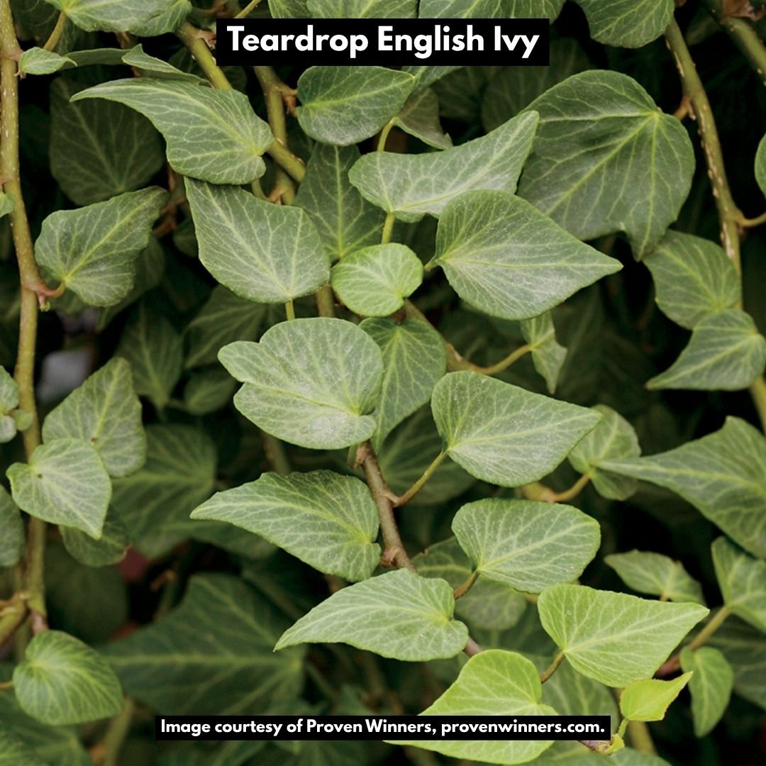 Teardrop English Ivy