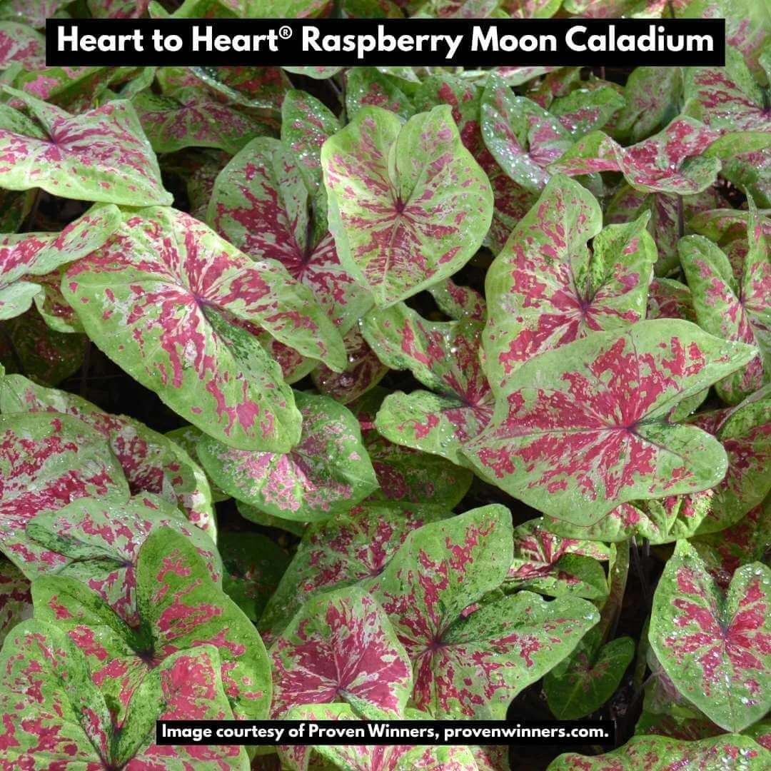 Heart to Heart Raspberry Moon Caladium