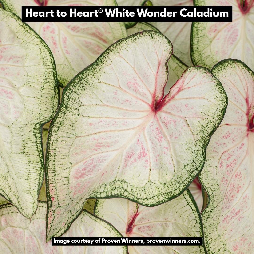 Heart to Heart White Wonder Caladium