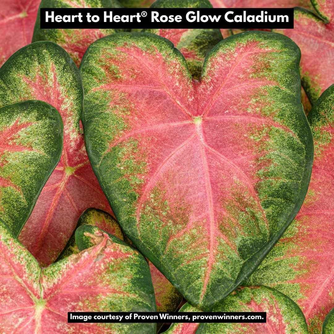 Heart to Heart Rose Glow Caladium