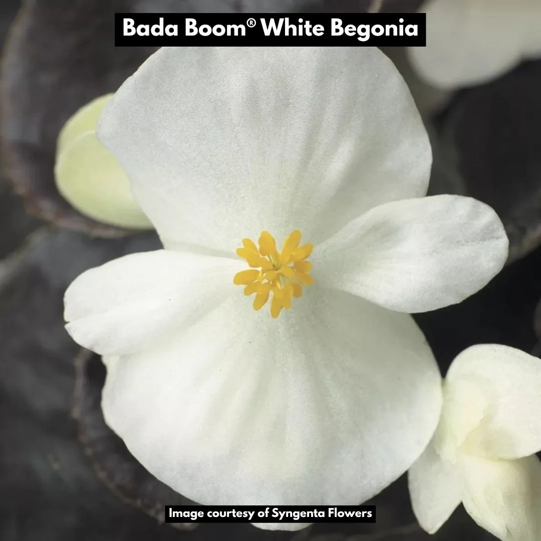 bada boom white begonia