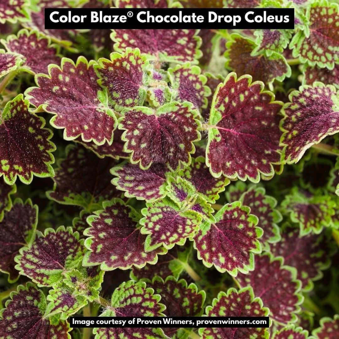 Colorblaze Chocolate Drop Coleus