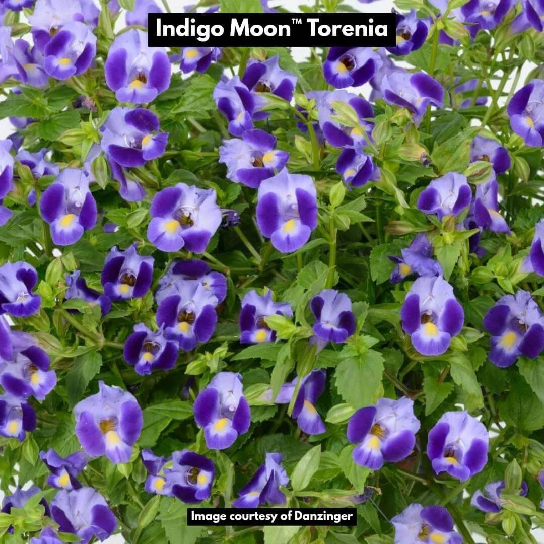 Indigo Moon Torenia