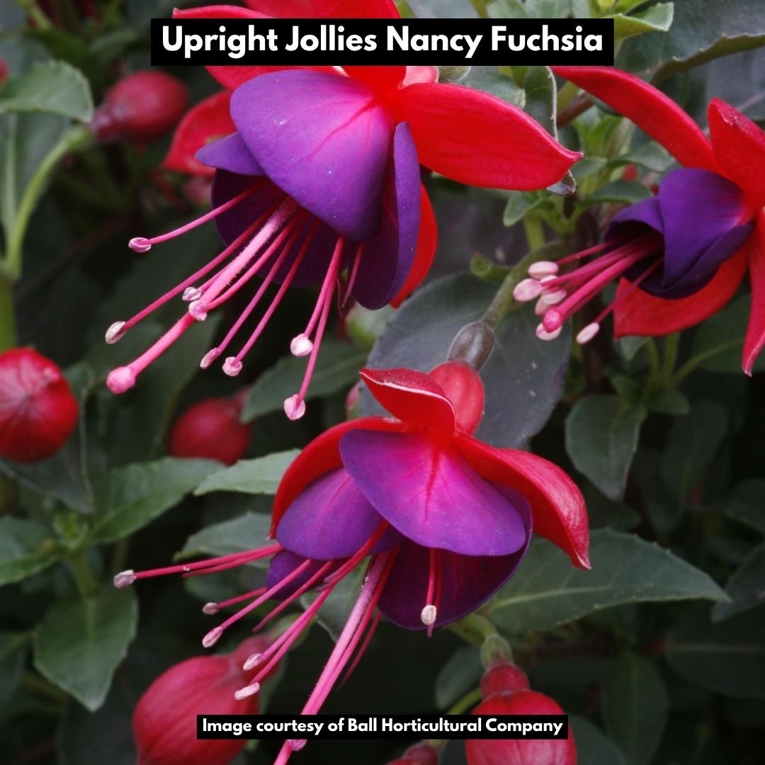 Upright Jollies Nancy Fuchsia