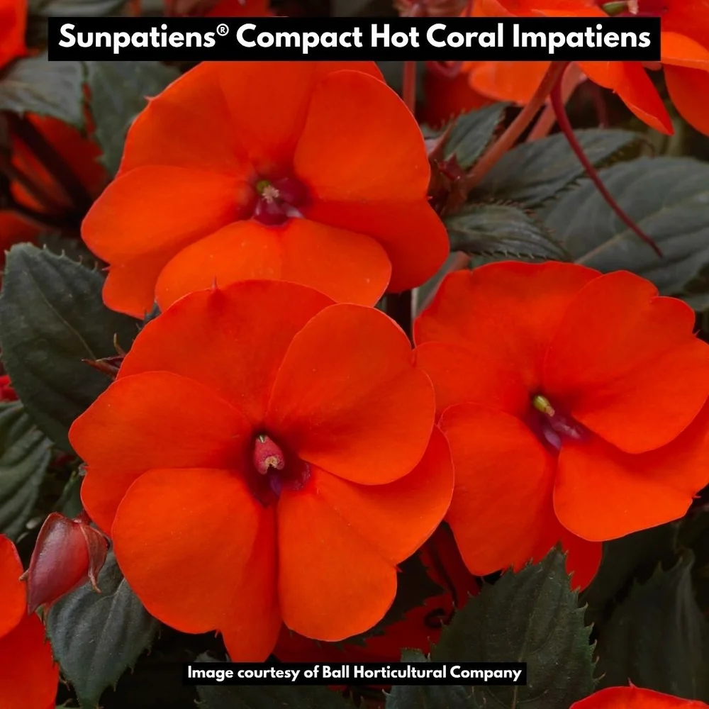 Hot coral impatiens