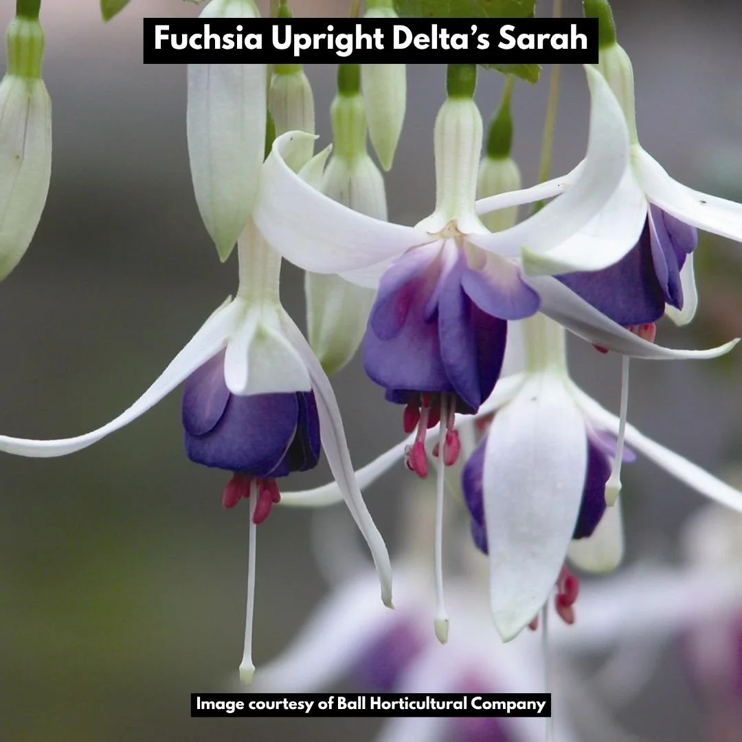 fuchsia upright deltas Sarah