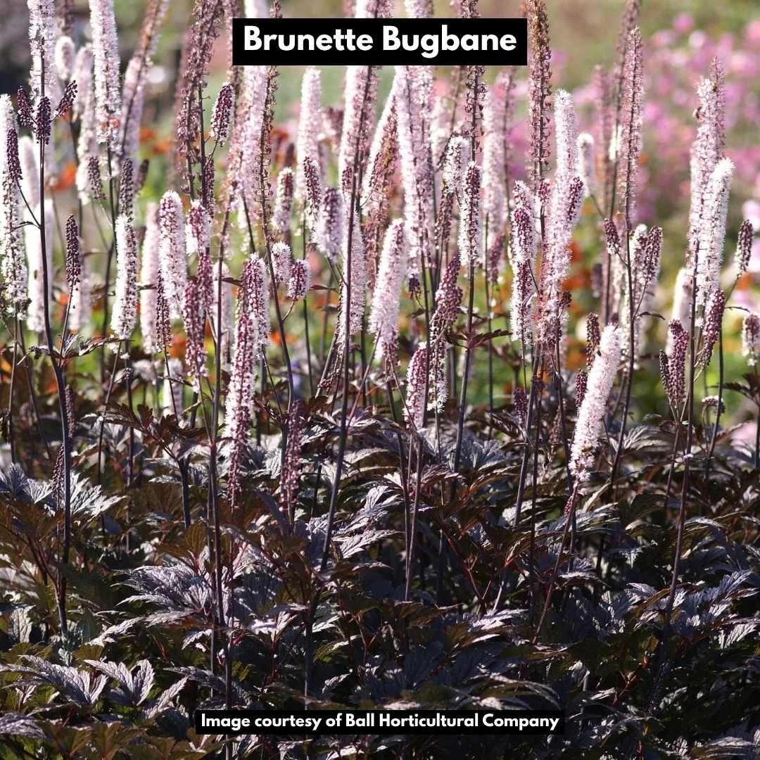 Brunette Bugbane