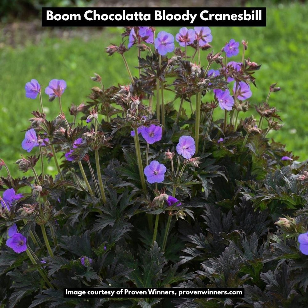 Boom chocolate cranesbill