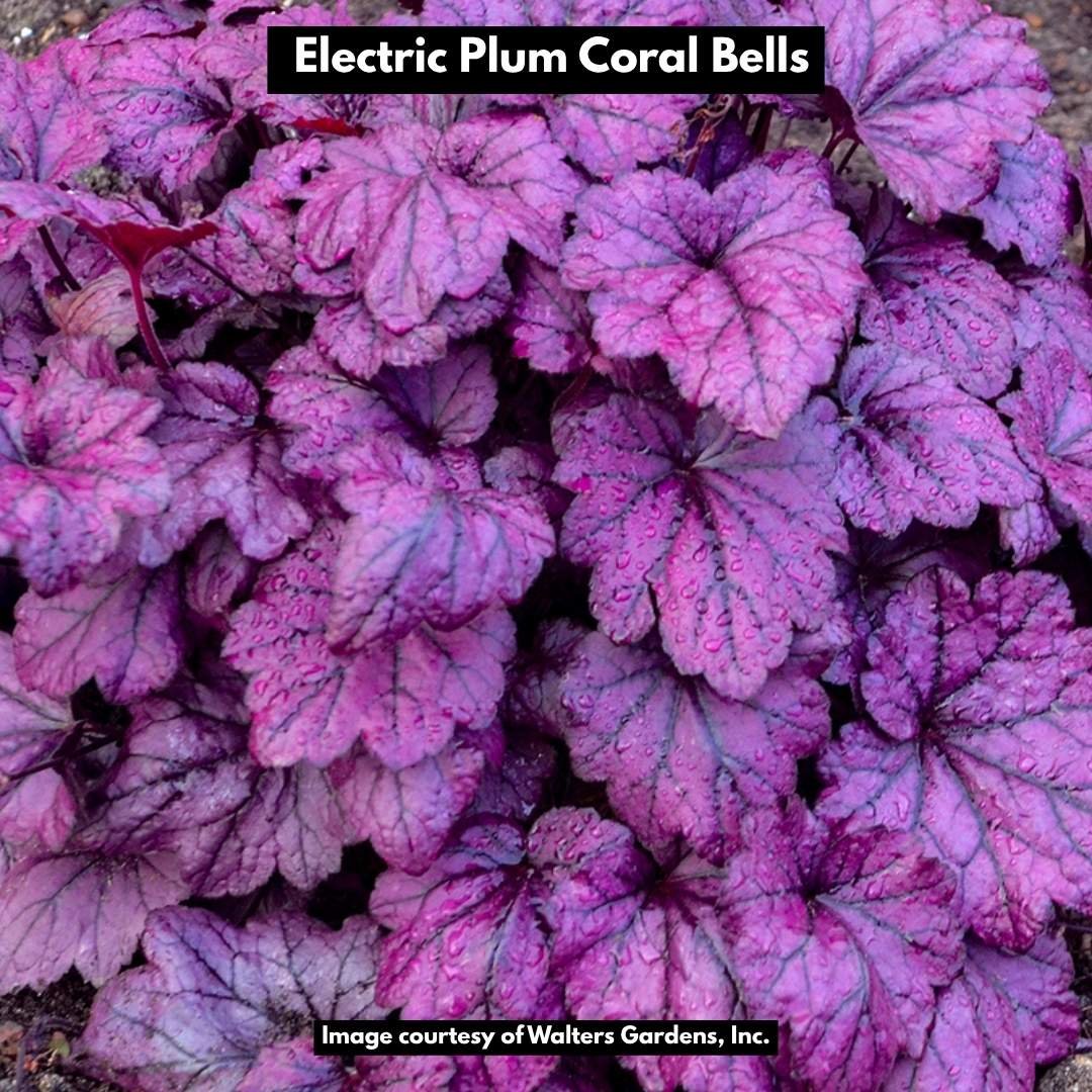 electric plum coral bells