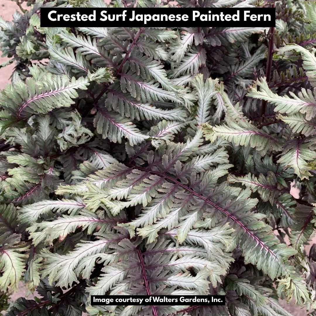 Crested Surf Japanese Painted Fern
