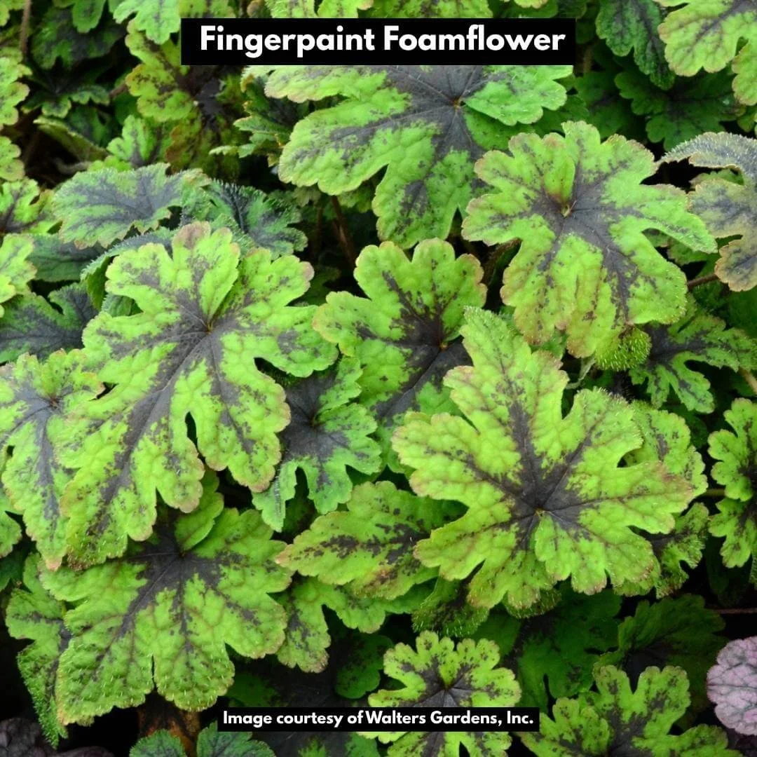 fingerpaint foamflower