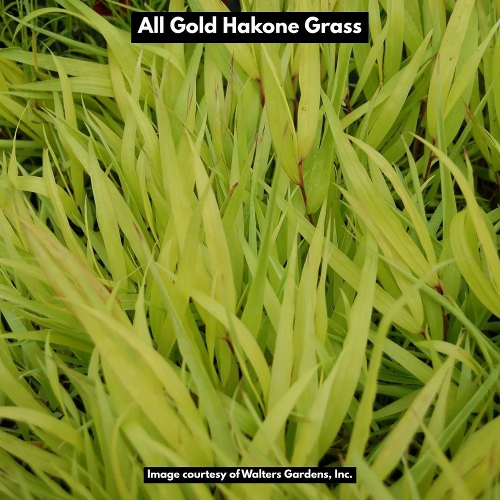 all gold Hakone grass