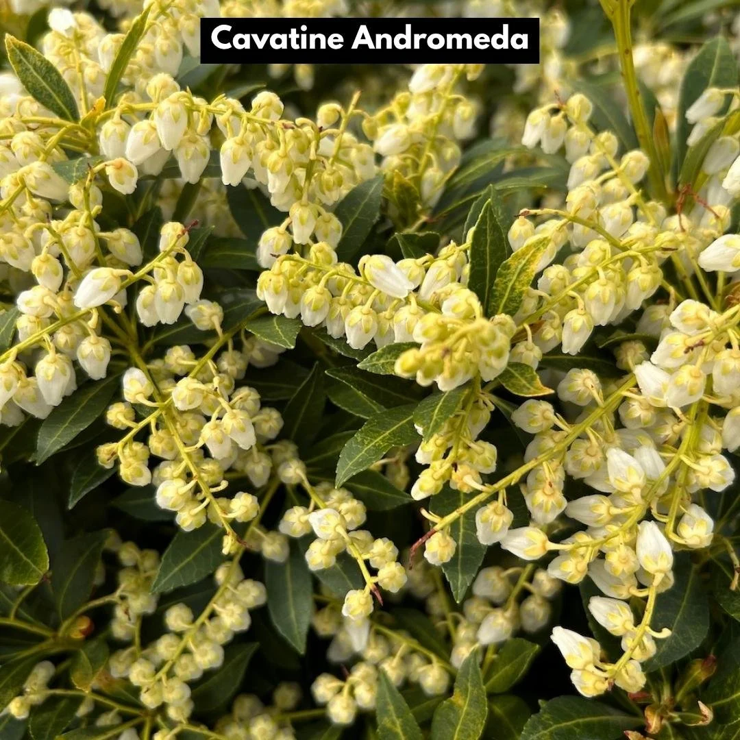 cavatine Andromeda