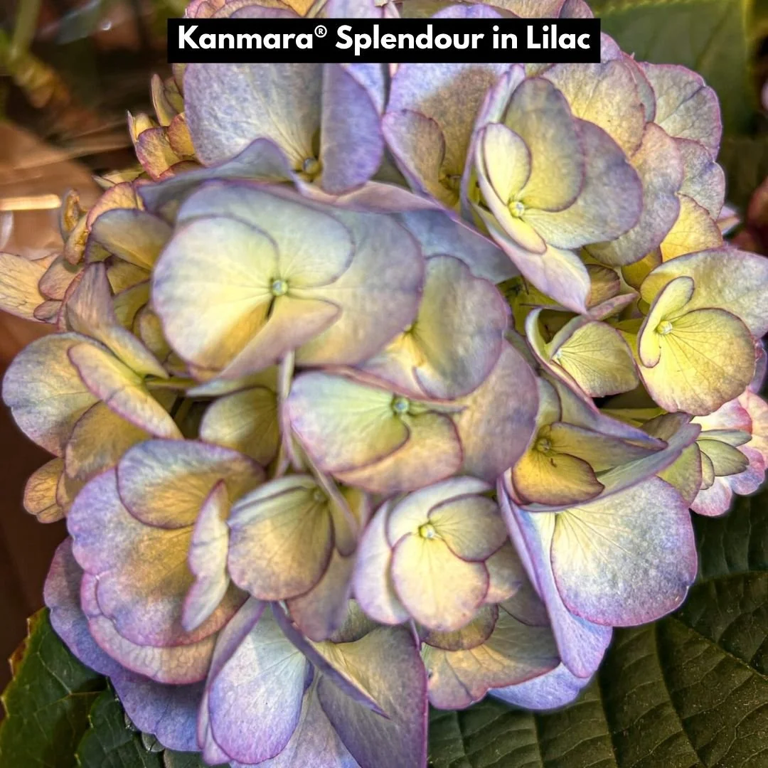 Kanmara Splendour in Lilac
