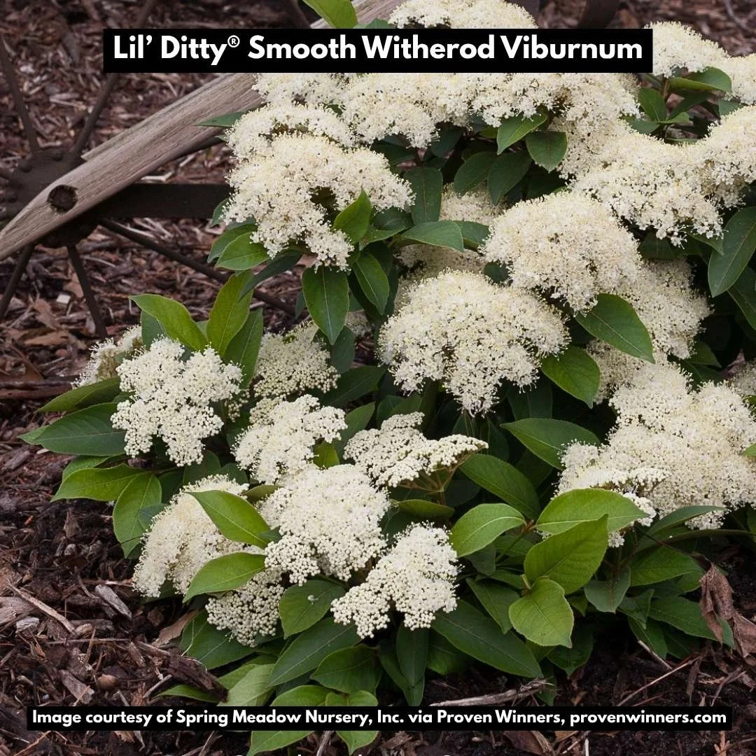lil ditty smooth witherod viburnum