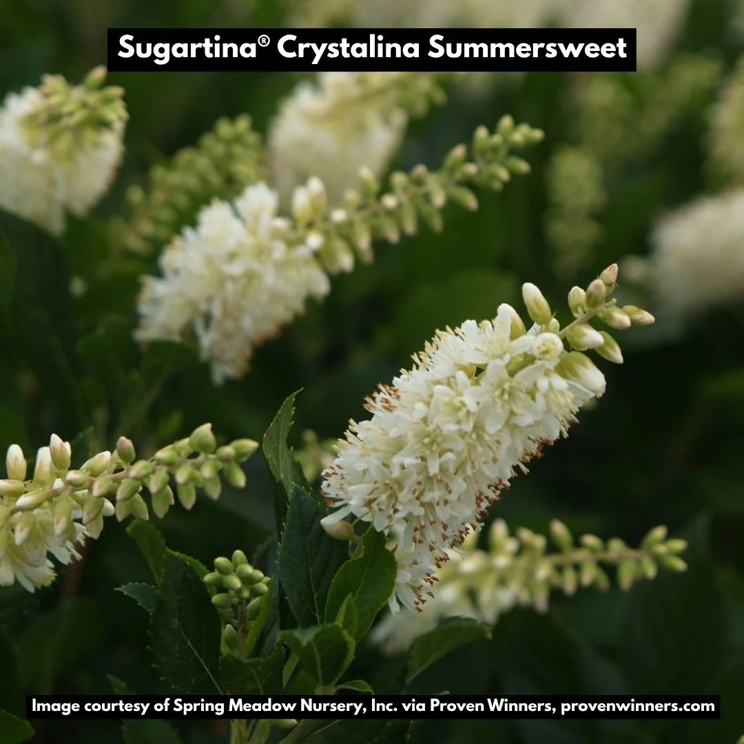 sugartina crystalina summersweet