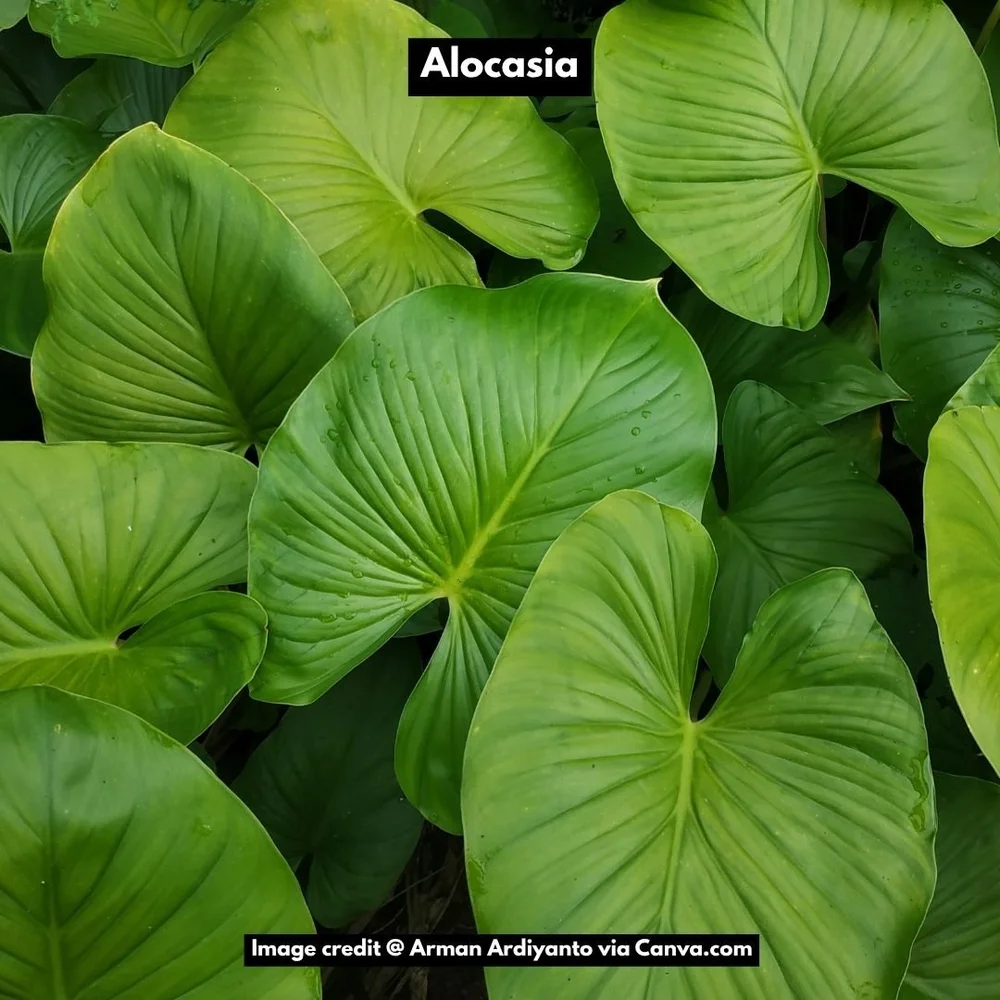 alocasia