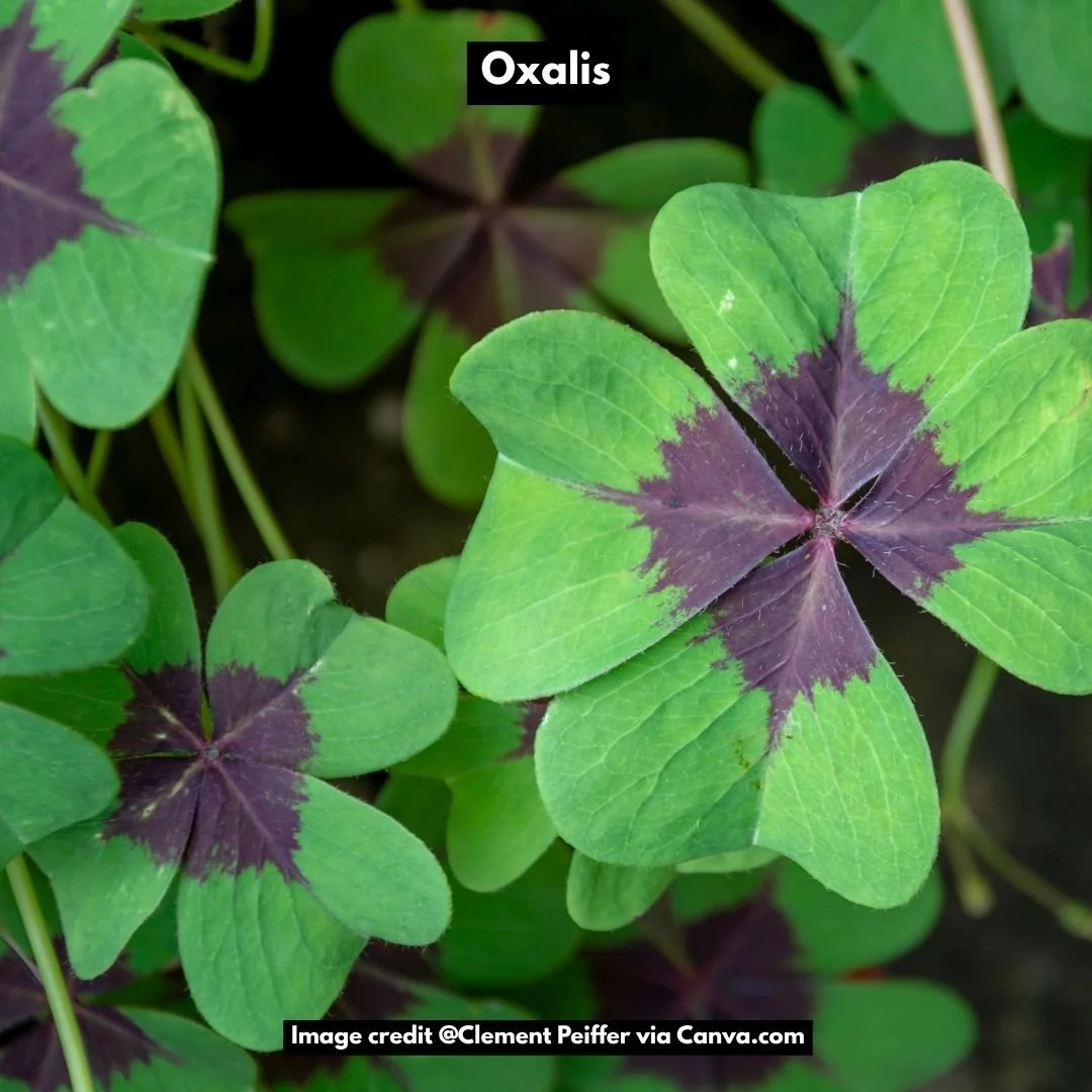 oxalis