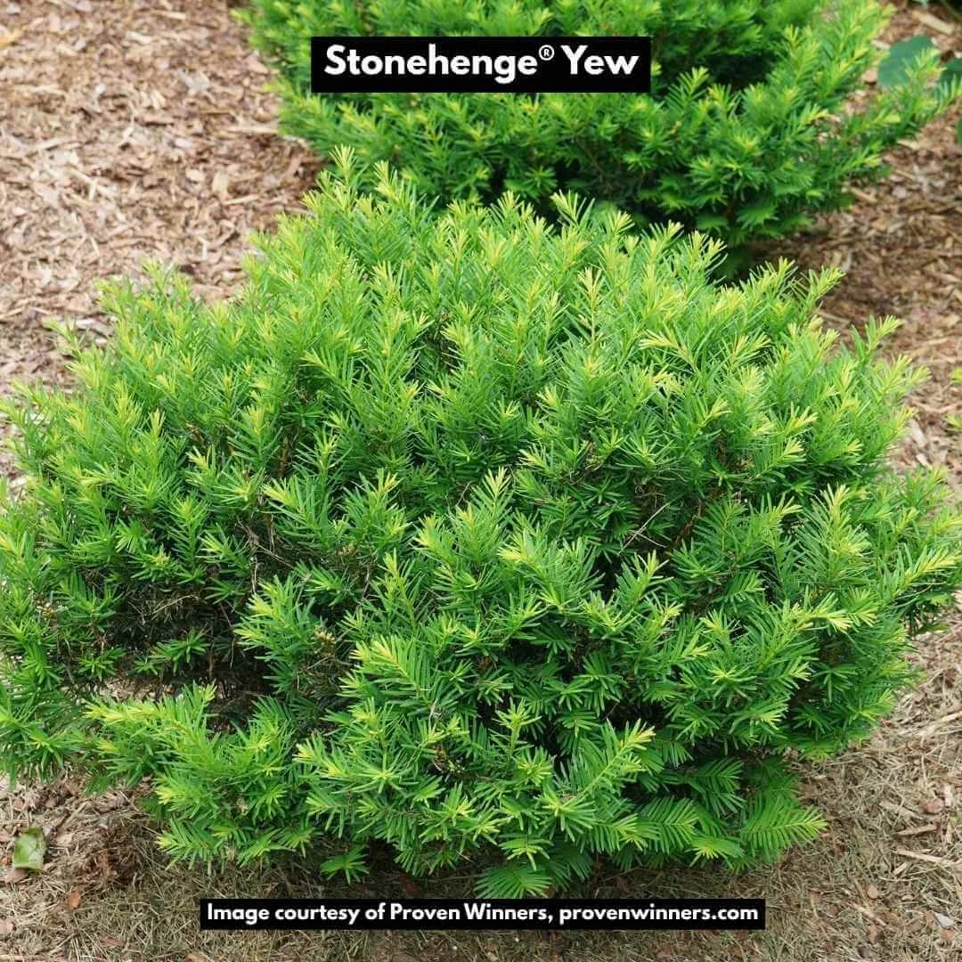 Stonehenge dark druid yew