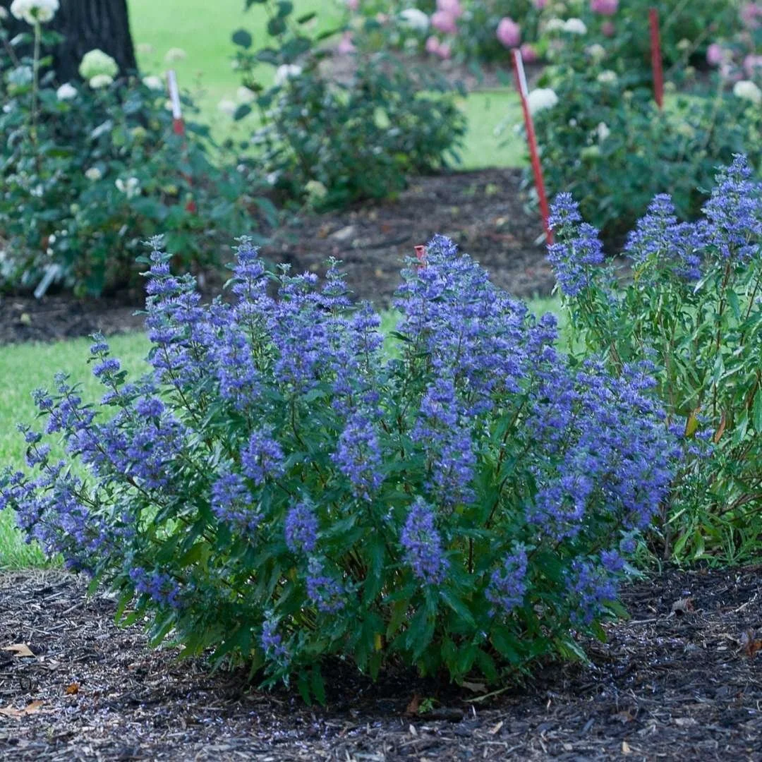 10 Non-Invasive Butterfly Bush Alternatives