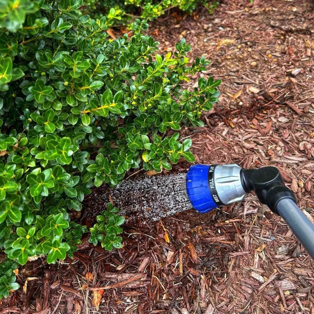 How to Water Your Plants: The Ultimate Guide