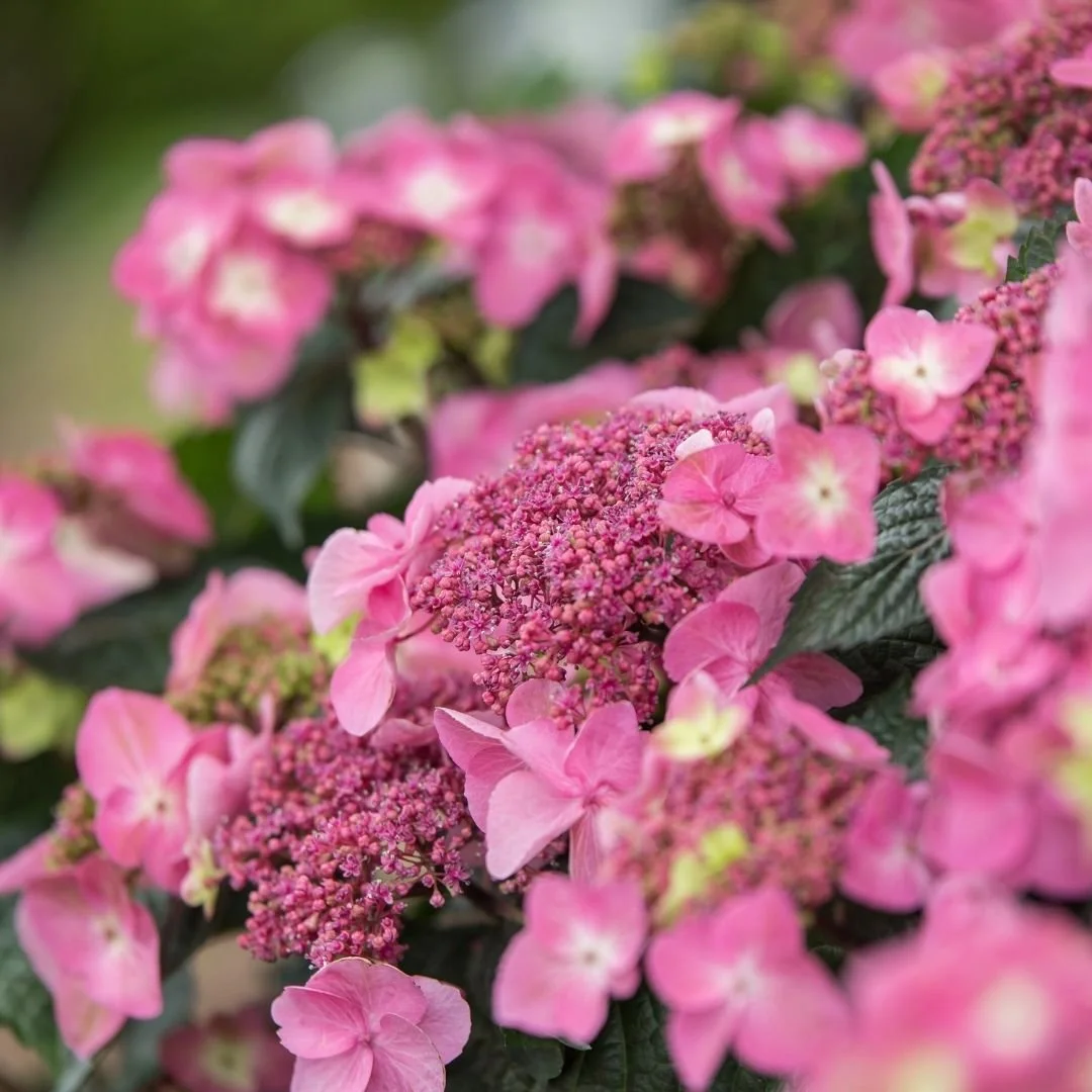 Endless Summer® Pop Star® Reblooming Hydrangea