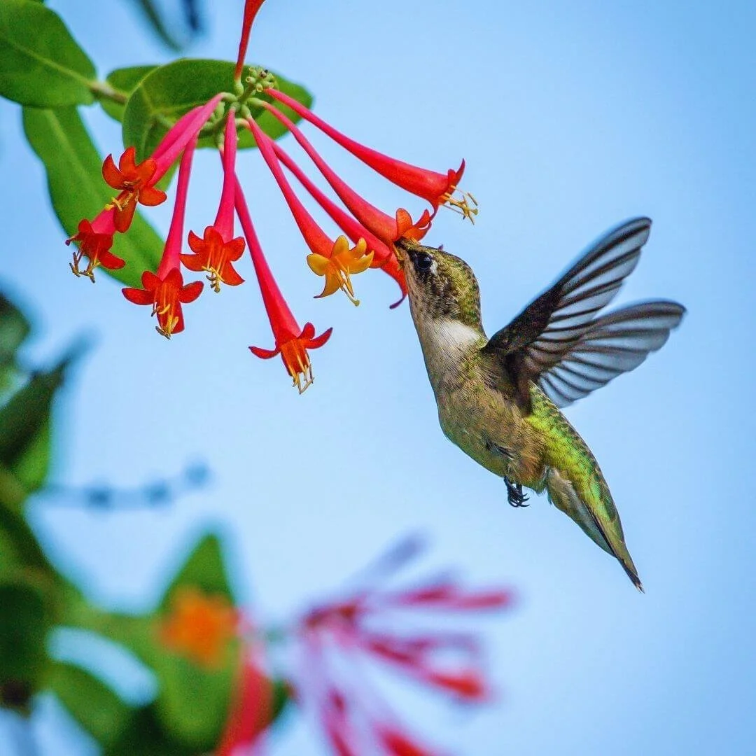 hummingbird feeds from trumpet honeysuckle in hummingbird garden