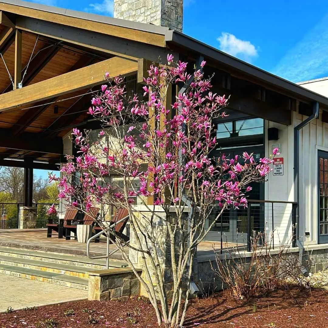 10 Graceful and Elegant Crepe Myrtle Alternatives