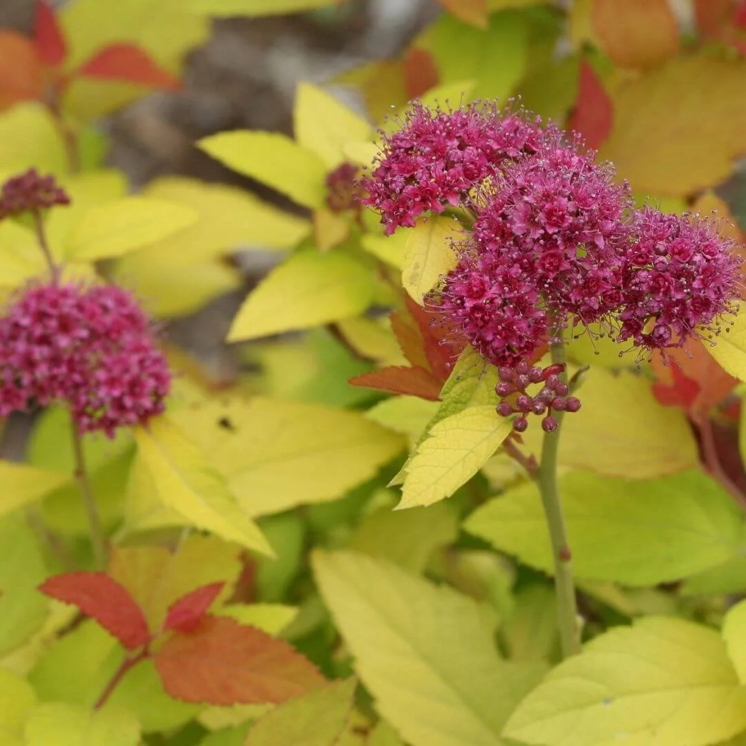Japanese Spirea: You Might Not Have to Skip It!