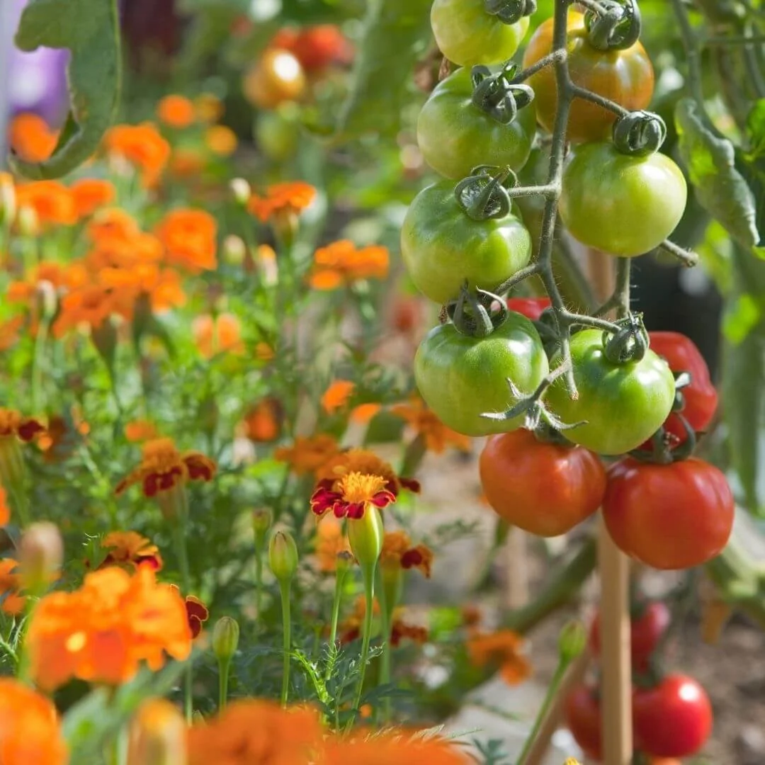 Best Companion Plants for Tomatoes (And What to Avoid)