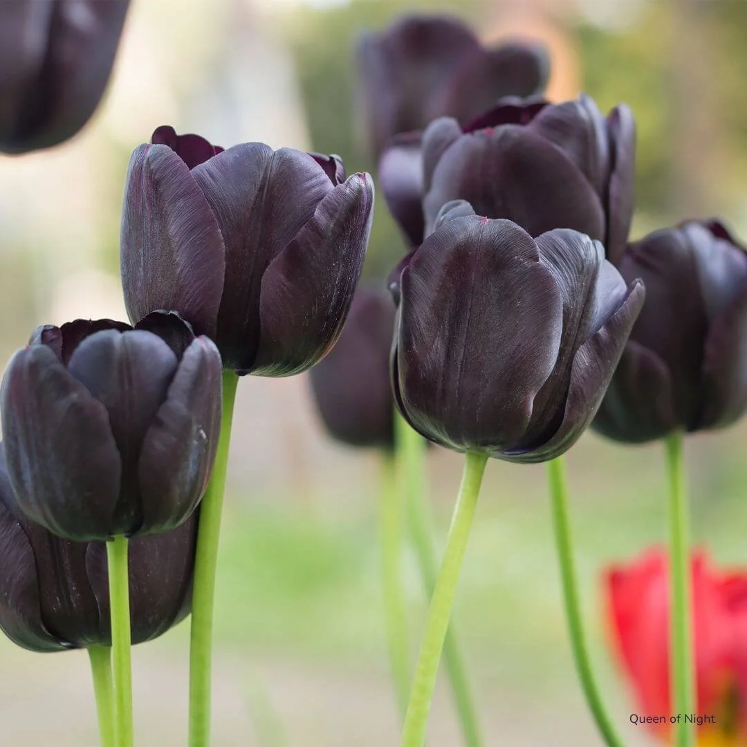 10 Black Flowers That Are Hauntingly Beautiful (And Real)