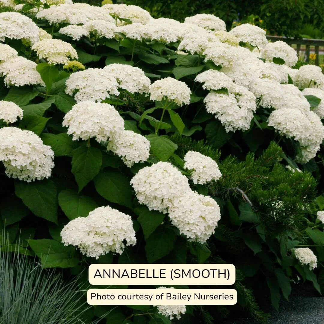 Annabelle Smooth Hydrangea