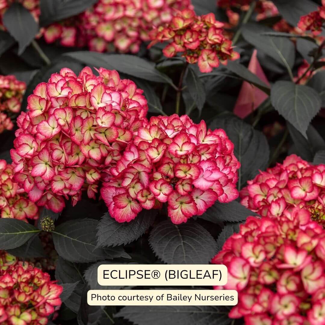 Eclipse Bigleaf Hydrangea