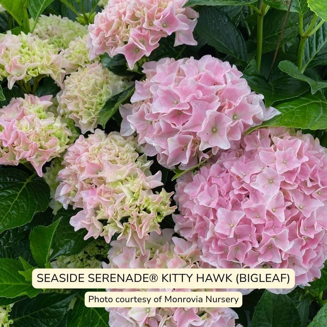 Seaside Serenade Kitty Hawk Bigleaf Hydrangea