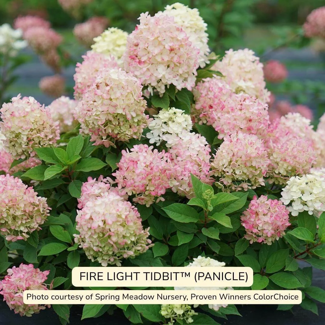 Firelight Tidbit Panicle Hydrangea