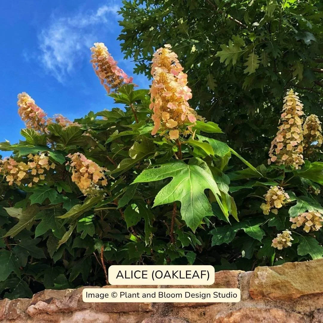 Alice Oakleaf Hydrangea