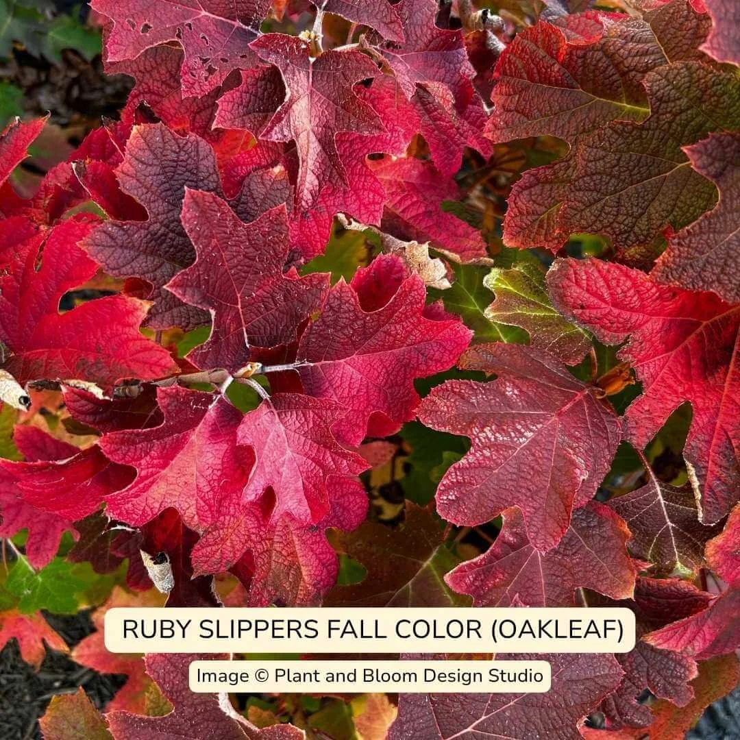 Ruby Slippers Oakleaf Hydrangea